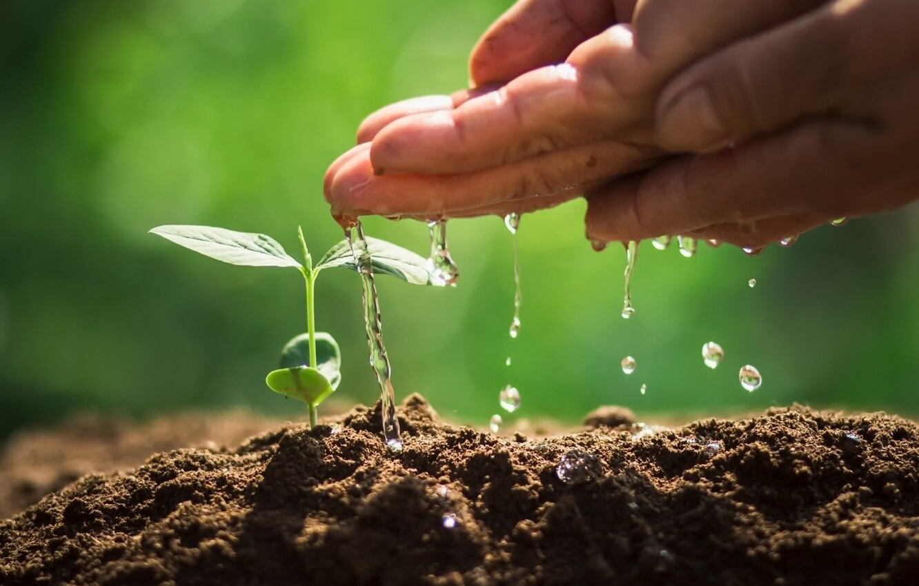 Особенности жесткой воды: взаимодействие с почвой и растениями